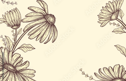 Vintage hand drawn daisy flowers botanical illustration with blank space for text
