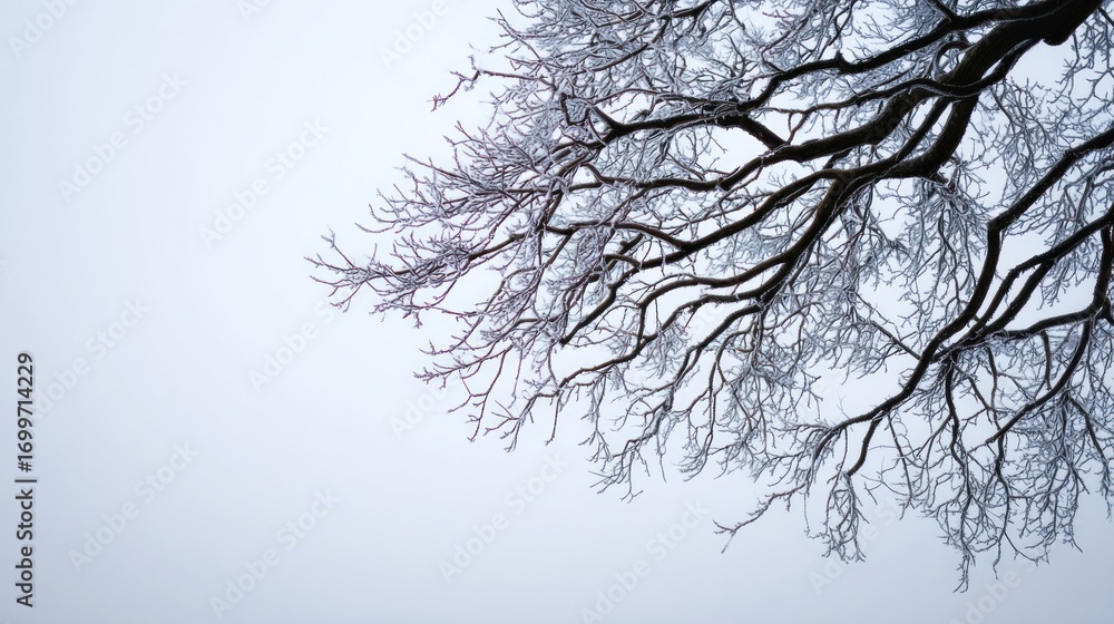 Fototapeta premium Frosty Embrace: Intricate Winter Branches Against a Misty Sky