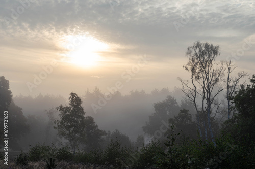 Sunrise at De Treek heathland in the Netherlands, with heather, birch and pine trees. Morning sun shines through mist, creating a golden and serene atmosphere.