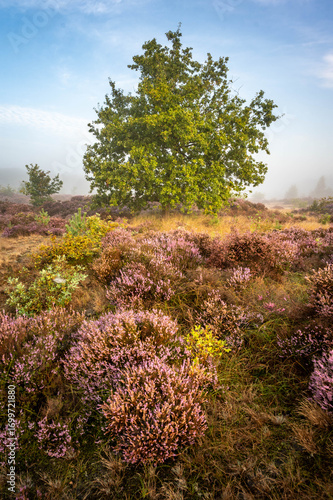 Sunrise at De Treek heathland in the Netherlands, with heather, birch and pine trees. Morning sun shines through mist, creating a golden and serene atmosphere.