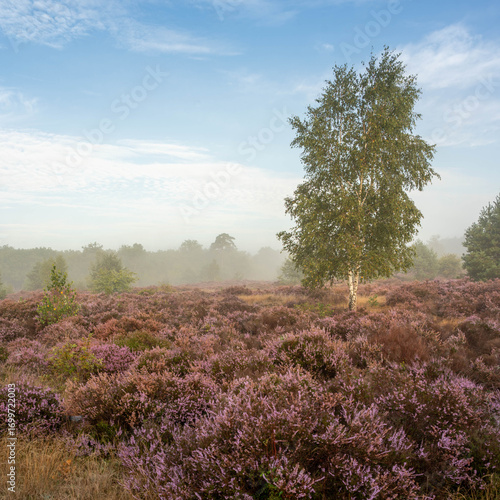 Sunrise at De Treek heathland in the Netherlands, with heather, birch and pine trees. Morning sun shines through mist, creating a golden and serene atmosphere.