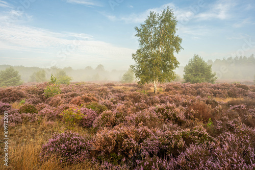 Sunrise at De Treek heathland in the Netherlands, with heather, birch and pine trees. Morning sun shines through mist, creating a golden and serene atmosphere.