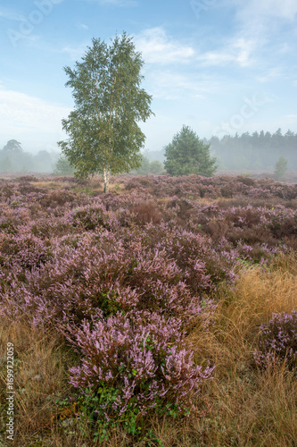 Sunrise at De Treek heathland in the Netherlands, with heather, birch and pine trees. Morning sun shines through mist, creating a golden and serene atmosphere.
