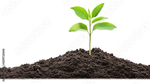 Wallpaper Mural Young Green Sapling Growing from Dark Soil against Transparent Background Symbolizing New Life Torontodigital.ca