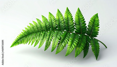 Realistic 3D fern leaf icon on white background, detailed fronds and texture, lifelike tropical foliage, high-quality 3D rendering, minimalistic botanical design element