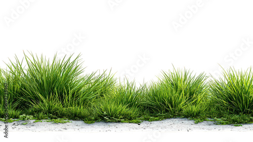 Lush Green Grass Border with Transparent Background
