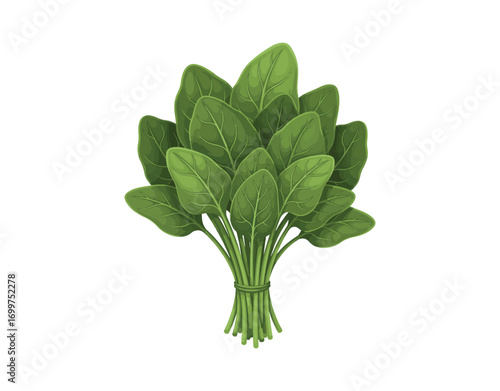 bunch of fresh green parsley