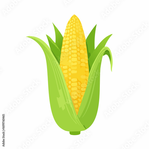 An illustration of corn on a white. Golden maize corn cob isolated. Corn in the peel