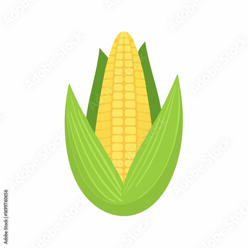 An illustration of corn on a white. Golden maize corn cob isolated. Corn in the peel