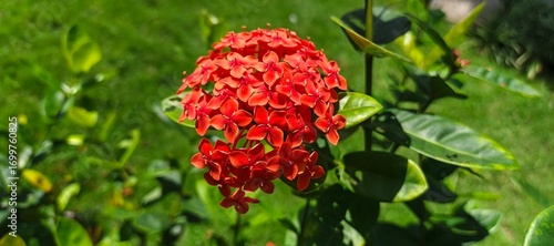 Ashoka or Asoka Orange Flowers in the gardenred and yellow flower