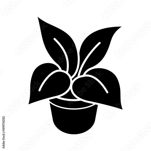 plant in a pot