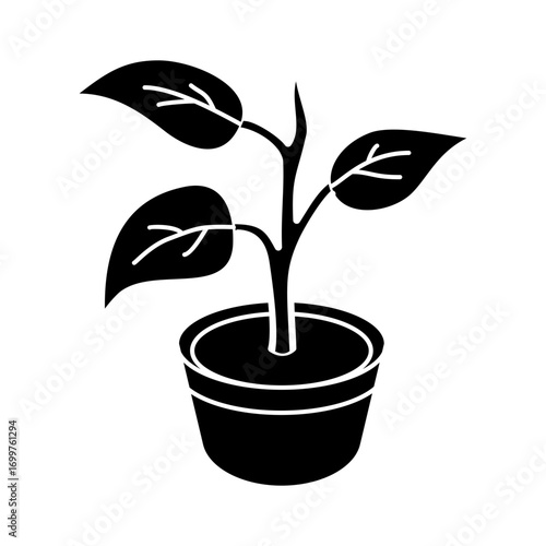 plant in pot