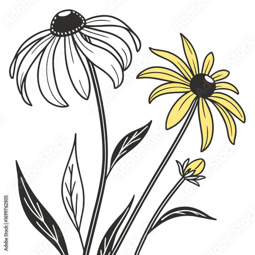black eyed susan prairie sun on white background 