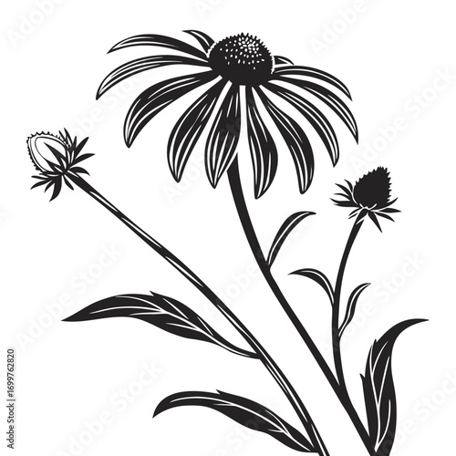 black and white black eyed susan prairie sun