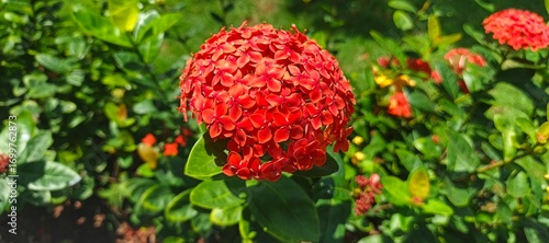 red Ashoka or Asoka Orange Flowers in the garden