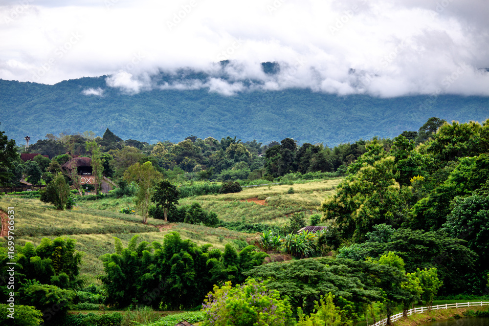 Fototapeta premium Close-up of natural atmosphere background with various trees growing along the edge of the mountain, bananas, moss ferns along the natural waterfall and cool breeze blowing through.