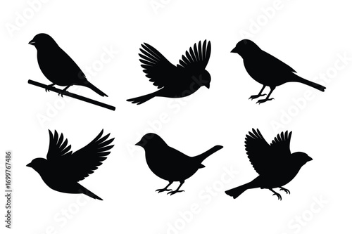 House bird silhouette vector illustration, Set of House bird silhouette