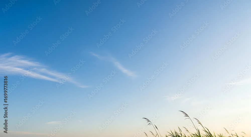 Fototapeta premium A serene view of tall grass against a clear blue sky with wispy clouds in the background landscape ai generated
