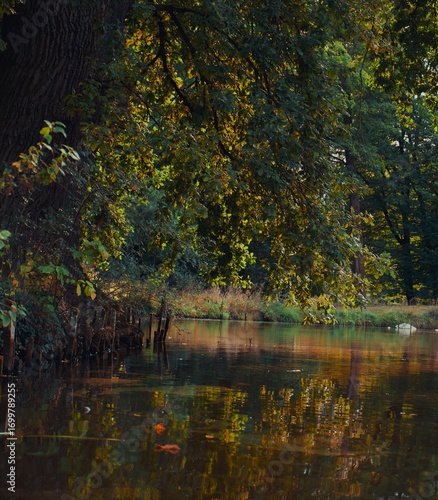 autumn trees reflected in water