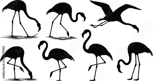 Silhouette of flamingos standing, feeding, flying, wading in water, tropical birds, wildlife nature, elegant posture, exotic animal, peaceful environment