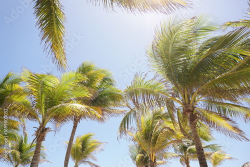 Summer day at mexican beach with palms
