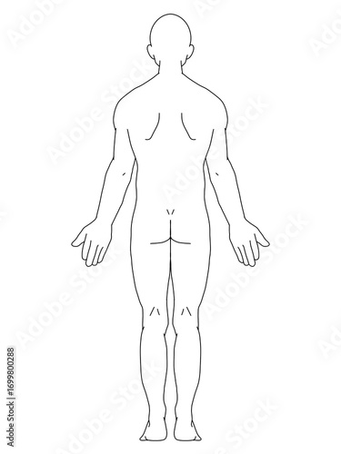 解剖学的正位　男性　背面　線画
