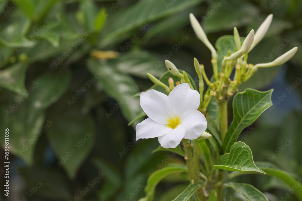 Fototapeta premium Wild flower Plumeria pudica in garden