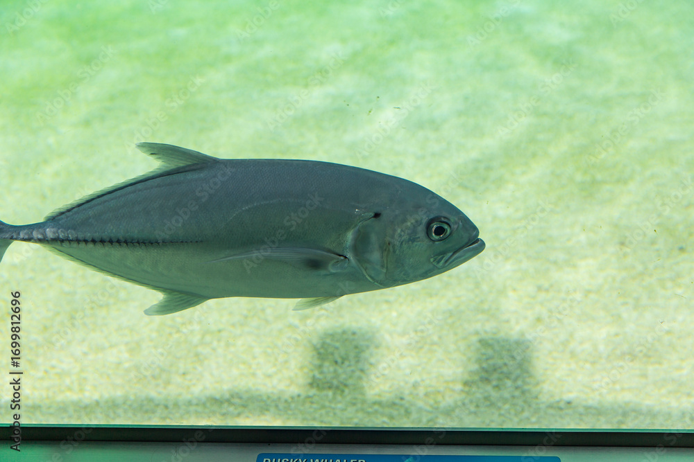 Naklejka premium Silvery blue fish swimming in clear shallow water, streamlined body and strong fins visible, sandy bottom creating soft background contrast