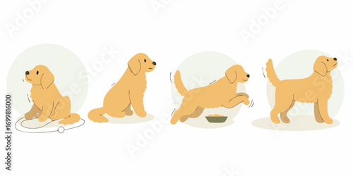 Golden retriever dog poses showing different activities like sitting playing eating and standing