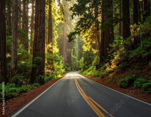Wallpaper Mural Scenic drive through redwood forest with sunlight filtering through trees Torontodigital.ca