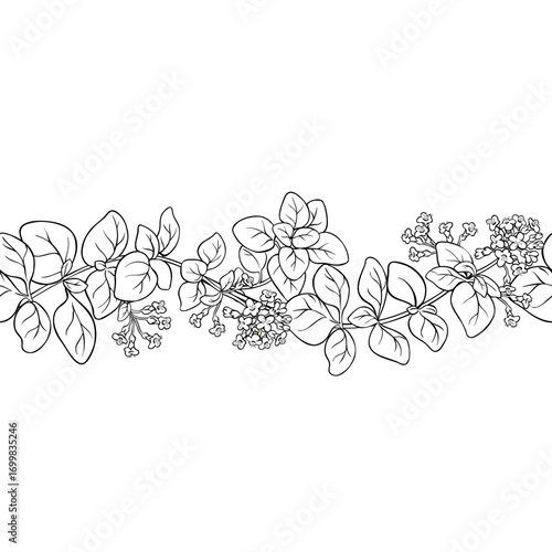 Oregano Branch with Flowers and Leaves Outline Horizontal Seamless Pattern. Essential oil ingredient for cosmetics, spa, aromatherapy, health care, alternative medicine. Vector isolated for design or 