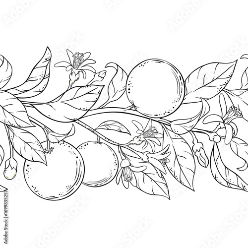 Orange Branch with Flowers, Fruits and Leaves Outline Horizontal Seamless Pattern. Organic natural nutritional healthy food ingredient, vegetarian diet product. Vector isolated for design or decoratio