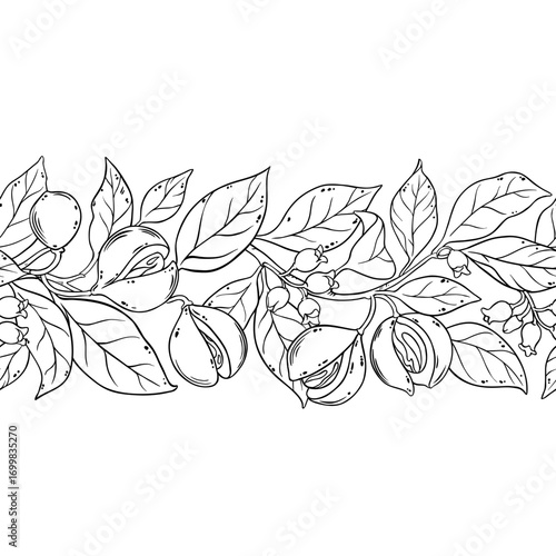 Nutmeg Branch with Flowers, Nuts and Leaves Outline Horizontal Seamless Pattern. Organic natural nutritional healthy food ingredient, vegetarian diet product. Vector isolated for design or decoration.