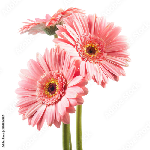 Beautiful pink gerbera daisies arranged elegantly on a bright background in springtime freshness
