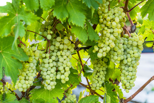 Wallpaper Mural Green Wine Grapes on Vineyard Vine Torontodigital.ca