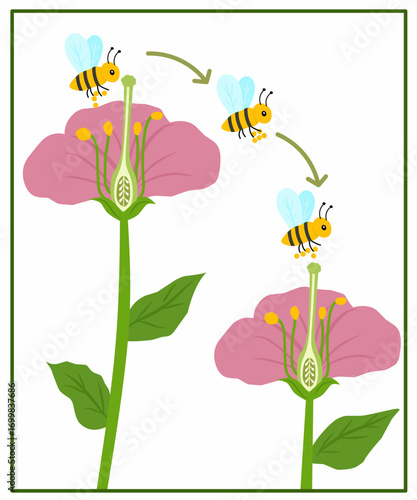 Illustration of bee pollination process showing bees transferring pollen between flowers, educational science diagram for kids.