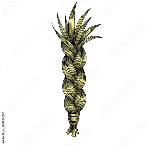 Hand drawn illustration of braided sweetgrass isolated on transparent background for traditional use