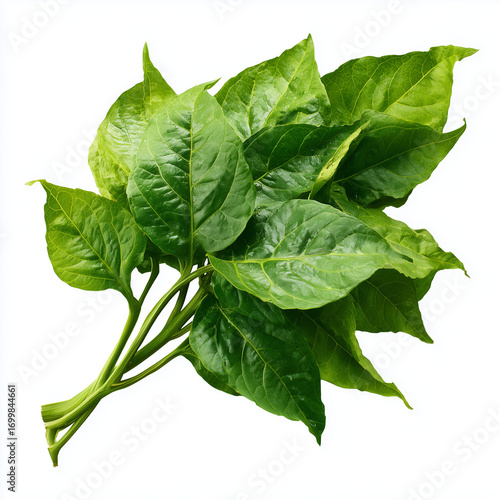 sweet potato leaves on white background