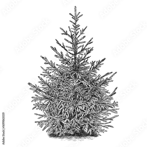 Young pine, spruce. Hand draw vector illustration.