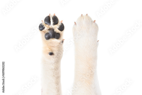 Labrador paw, top and bottom view, closeup, isolated on white background