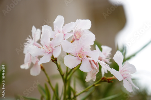 Oleander