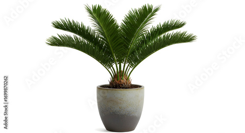 Cycas Revoluta Sago Palm in Decorative Pot
/ Tanaman Palem Sikas Cycas Revoluta dalam Pot Hias