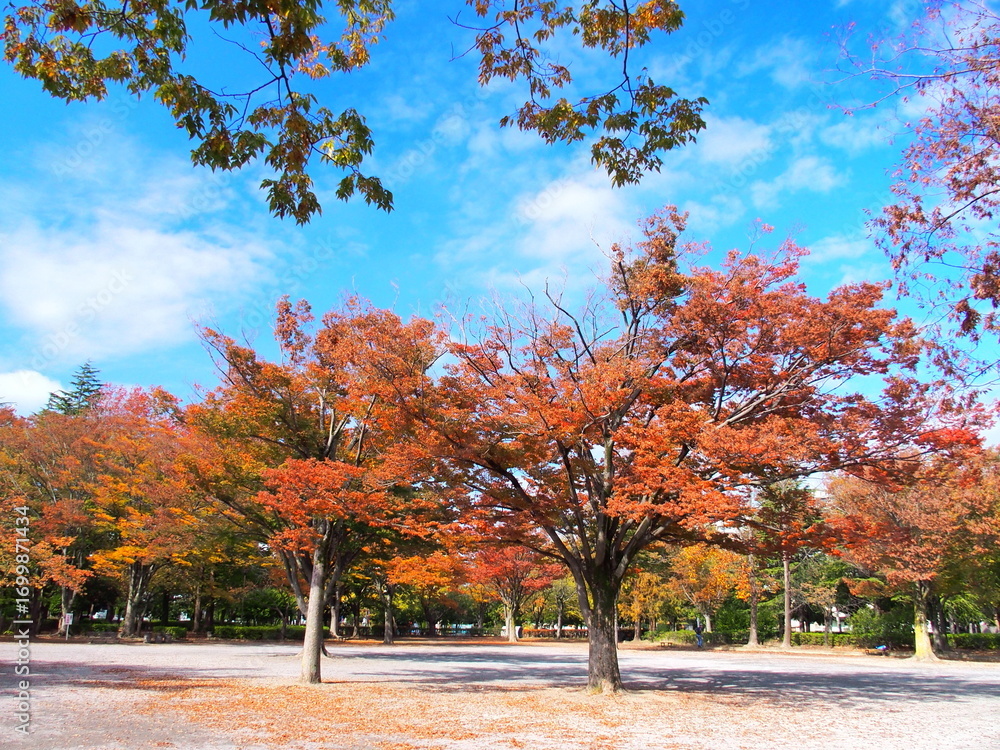 Naklejka premium 黄葉の欅のある晩秋の住宅地の公園風景