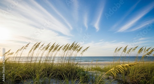 Sea oats beach landscape calm ocean blue sky nature photography