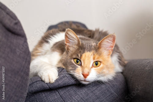 Pet animal; cute calico cat