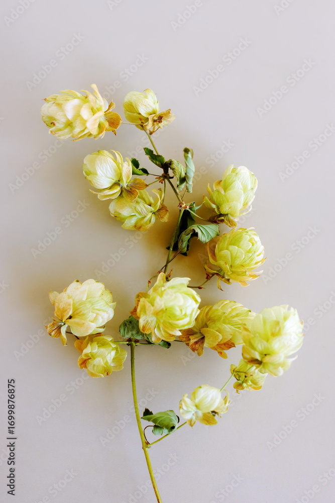 Fototapeta premium Dry flowers close up on beige background .Autumn vibes. Floral card .Botanical print.