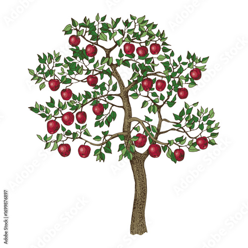 Apple tree hand drawn vector illustration