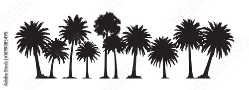 Black silhouettes of palm trees against a white backdrop. Vector

