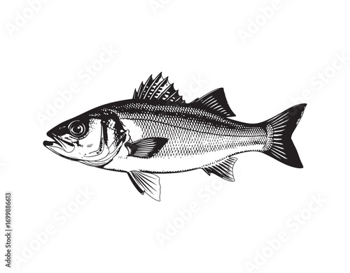 A single sea bass fish shown from the side in black and white, isolated
