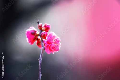 美しいピンクの梅の花